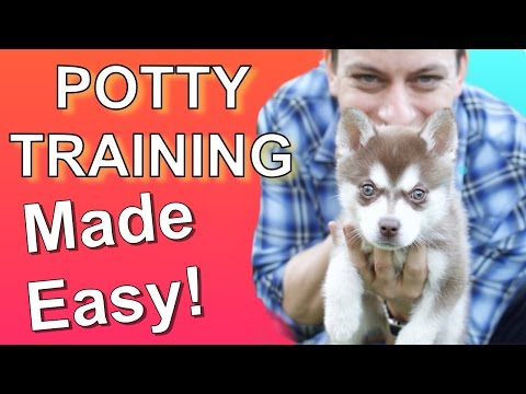 Does It Take Long to Potty Train a Puppy?_7