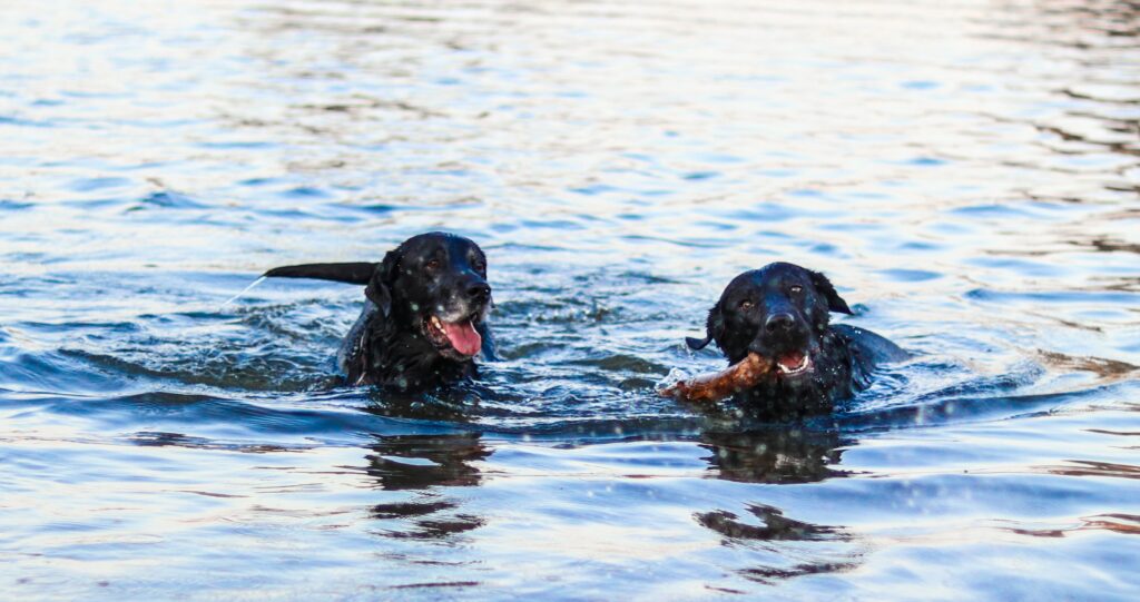 Dogs Benefits From Swimming