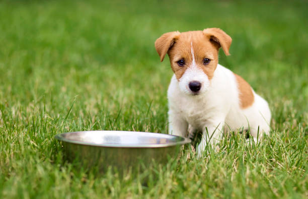 What is Free-Feeding a Dog? 