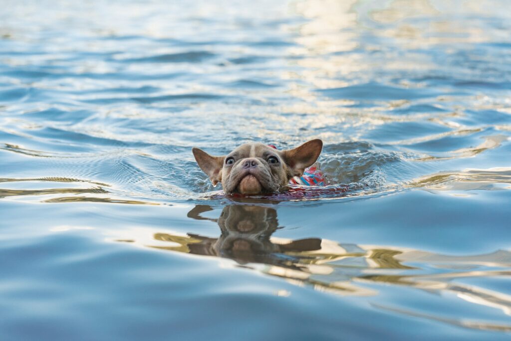 Benefits of Swimming for Dogs