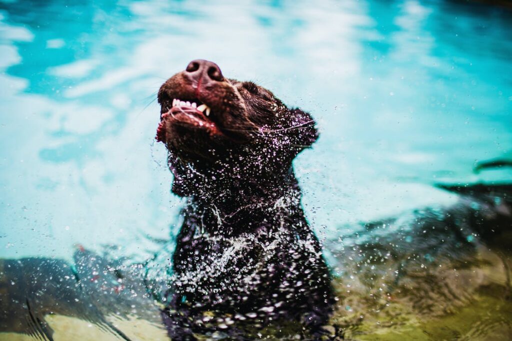 Do Dogs Like Splash Pads?