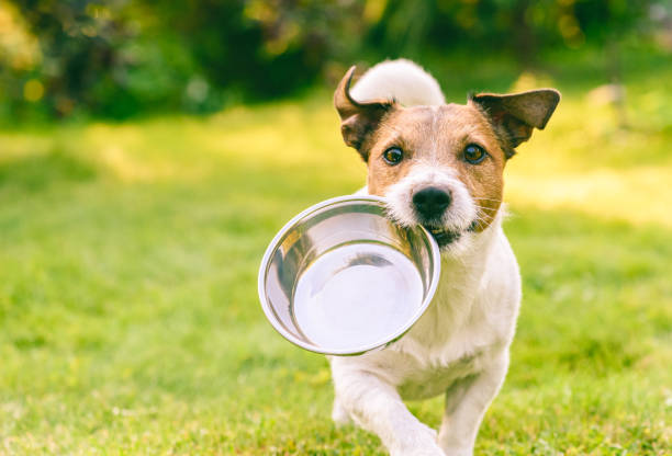Conclusion: Should You Feed Your Puppy Whenever They Want? 