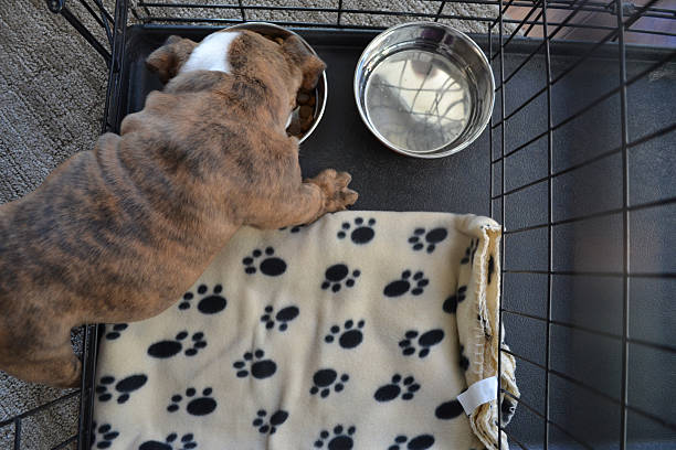 Feed your dog in the crate