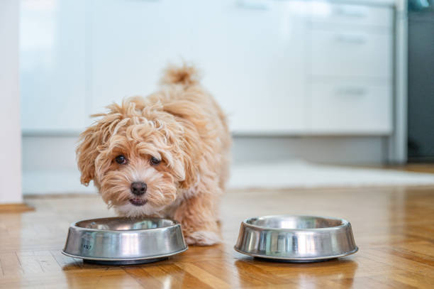 Conclusion: Should You Feed Your Puppy Whenever They Want? 