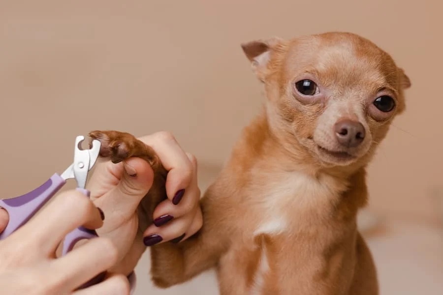How To Properly Trim Dog Nails: A Complete Guide