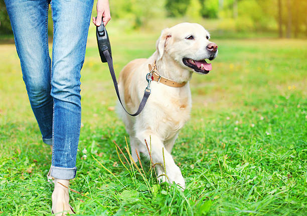 How Does a Dog Biting a Leash Happen and What Causes It?