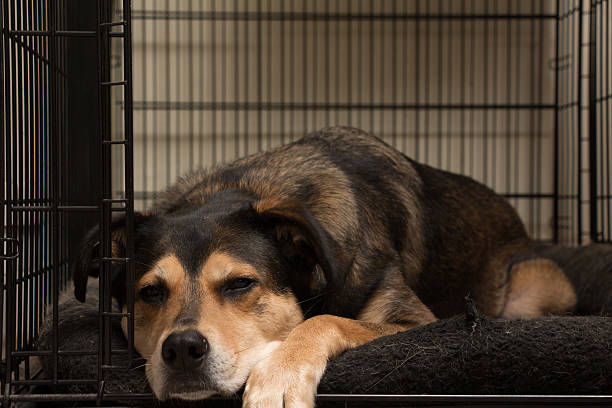 How to Crate Train an Older Dog in 7 Simple Steps