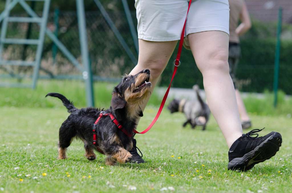 Leashes to Avoid for Dogs That Pull