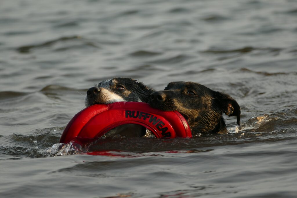 Dog Swimming Pool Safety