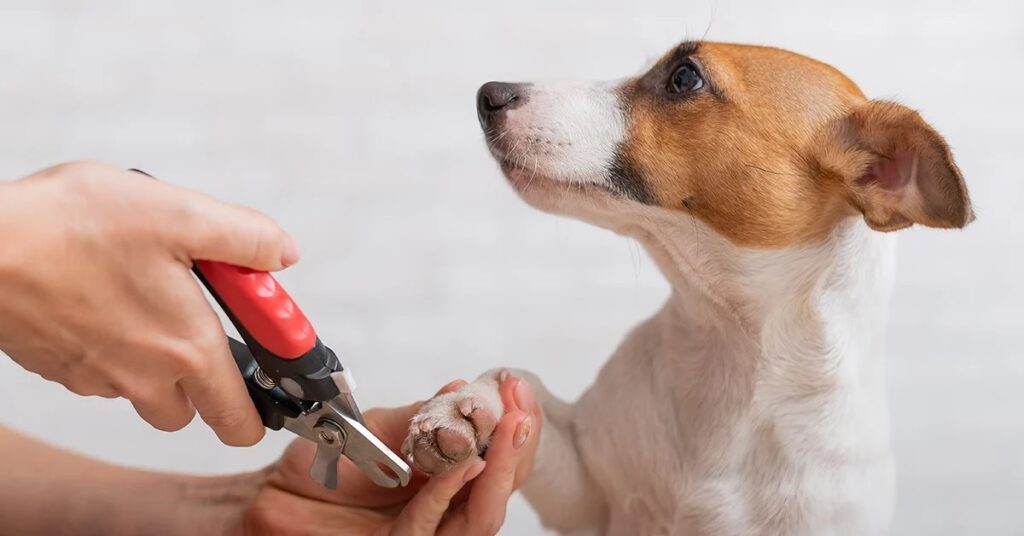 Determine How Far to Trim Dog Nails