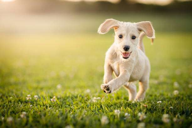 HOW TO TRAIN YOUR DOG TO OBEY OFF-LEASH