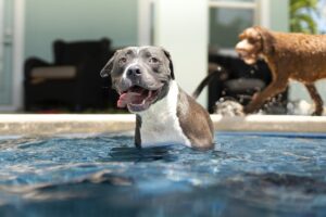Can Dogs Really Swim In Pools?