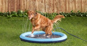 Guide To Building Your Own Dog Splash Pad