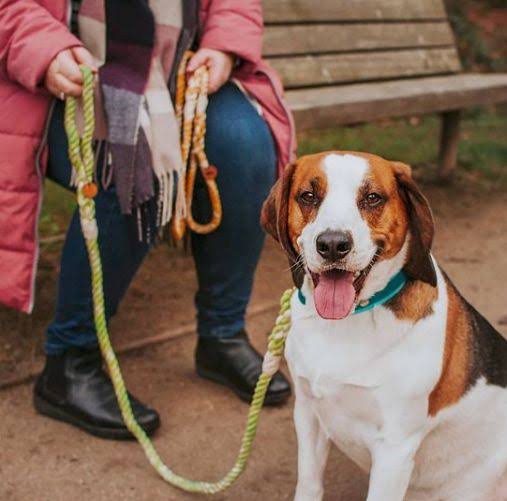 Types of Rope Dog Leashes 