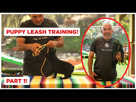 Leash Training 101: A Guide to Dog Leash Training - Puppy Leash Training Tips