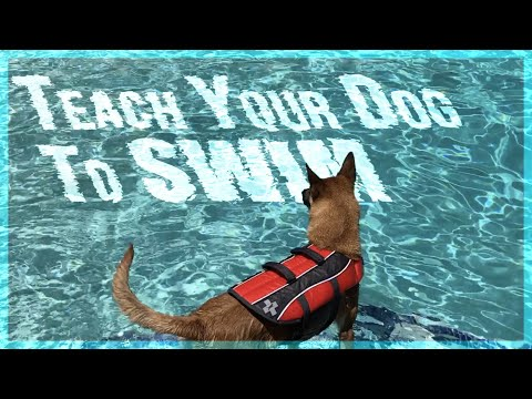If you want to know how to teach your dog to swim, take a look at this one!
