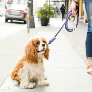 The Best Dog Rope Leashes For Extra Security