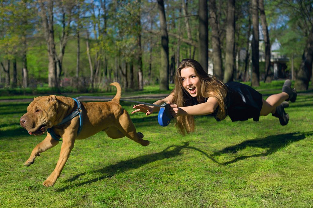  The Hands-Free Dog Leash: Pros and Cons