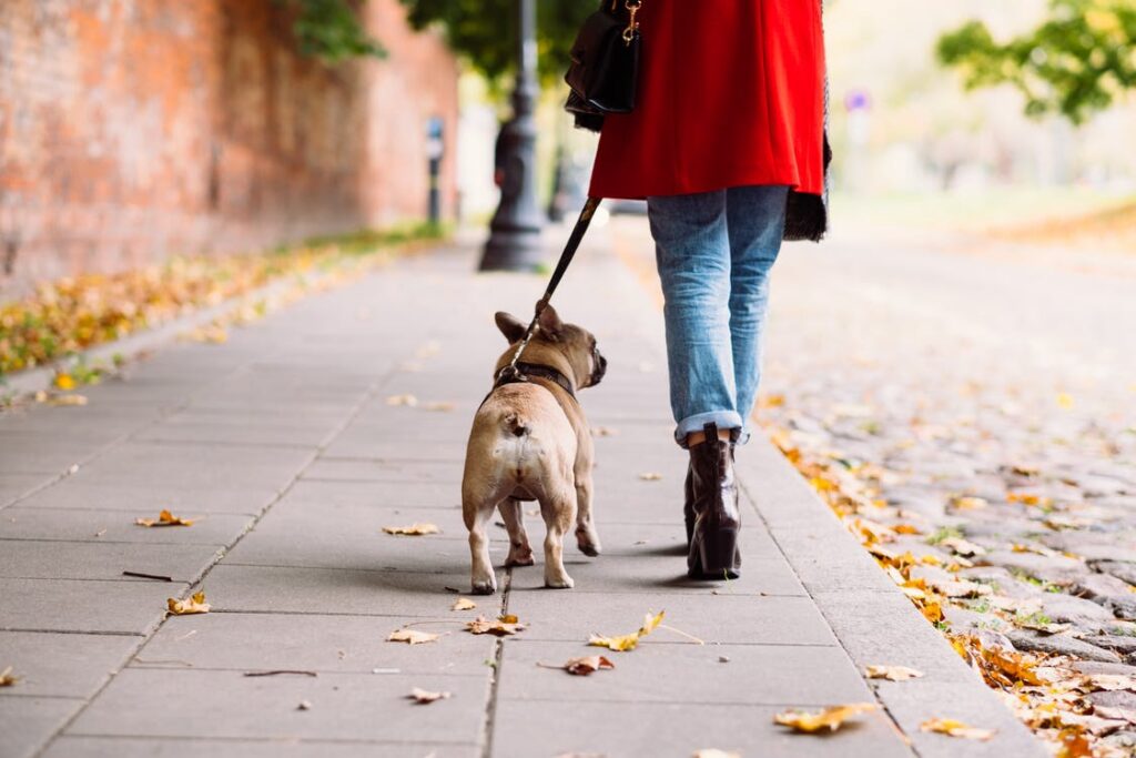 Why Do Dogs Pull on The Leash?