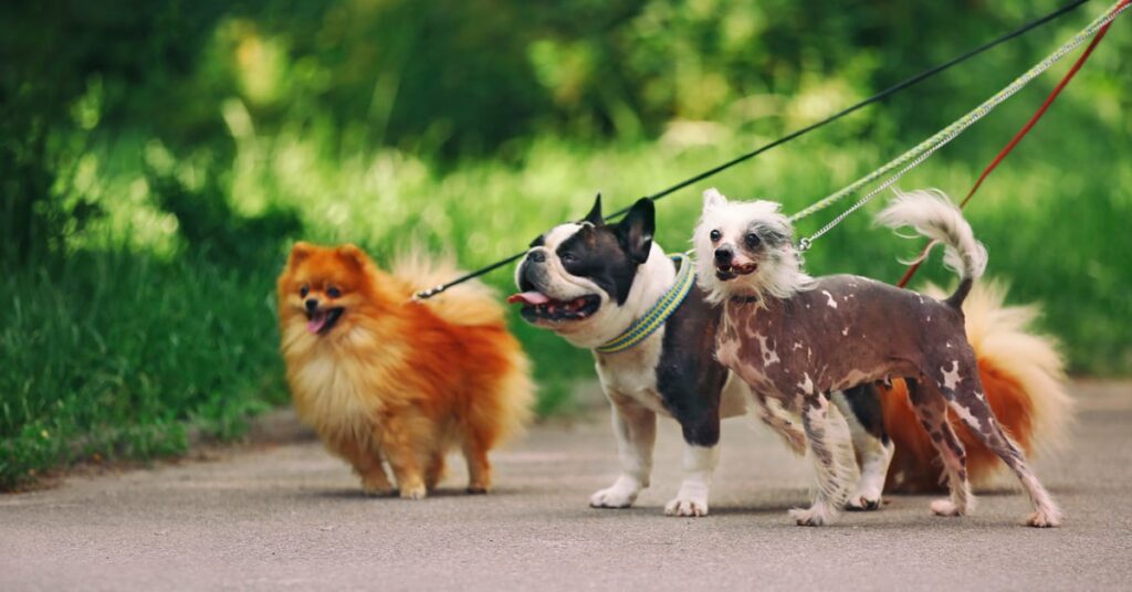 Are Hands-Free Leashes Safe?