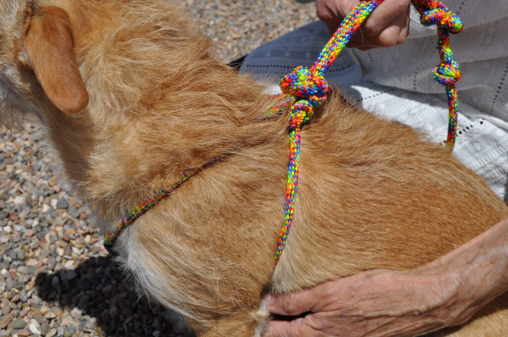 How to Choose the Right Kind of Dog Leash?
