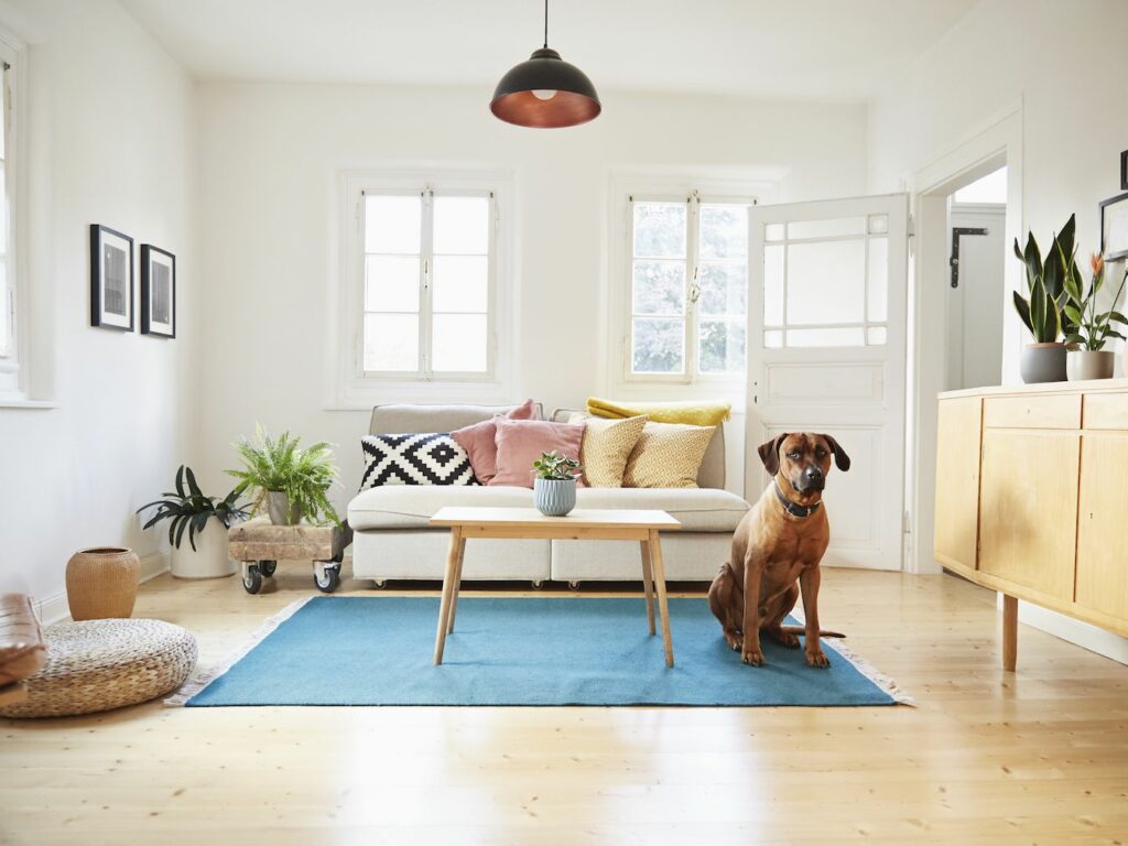 What You Should Know About Living In An Apartment With Dogs | And What You Should Avoid!