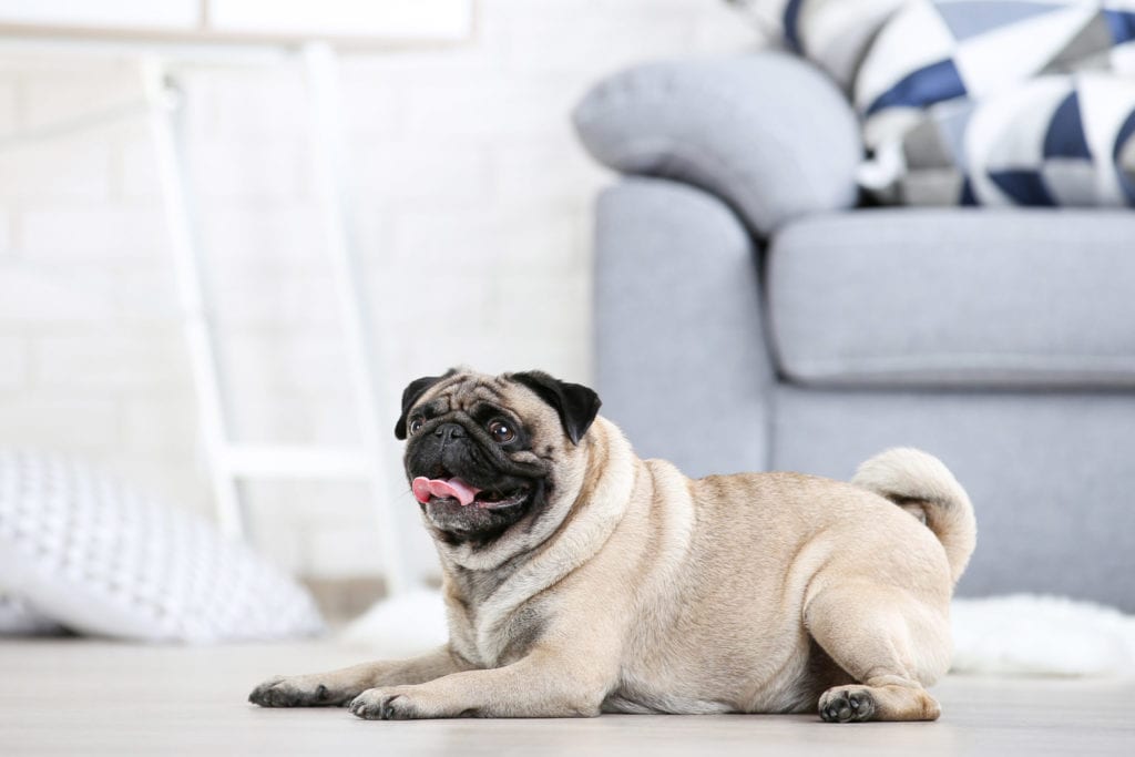 What You Should Know About Living In An Apartment With Dogs | And What You Should Avoid!