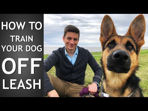 Want to make your dog listen to you while off-leash? Here’s the trick! Off Leash Training: How to Train Your Dog To Listen Off Leash